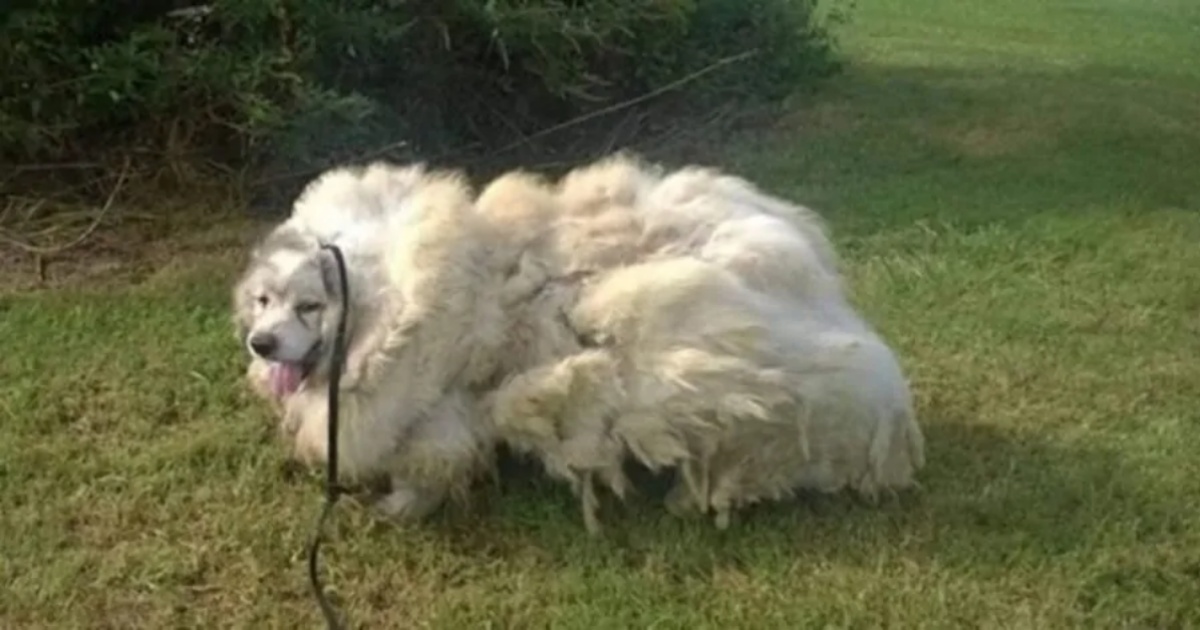 lazarus cane ricoperto di pelo