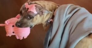 Lotus, la Pitbull sopravvissuta ad un incendio, torna a sorridere grazie ad un maialino di peluche (VIDEO)