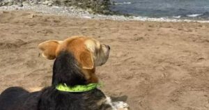 Cagnolino fissa il mare per ore intere: aspetta ogni giorno il ritorno del suo amato padrone