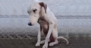 Pinocchio, il cane randagio trovato ricoperto di pulci e quasi senza pelo, si è trasformato grazie all’amore (VIDEO)