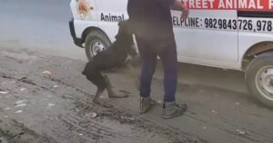 Cagnolino in difficoltà salta subito sull’ambulanza non appena vede arrivare i soccorritori (VIDEO)