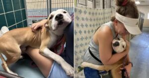 Tanner, il cane finito nella lista dell’eutanasia abbracciava tutti con la speranza di essere salvato