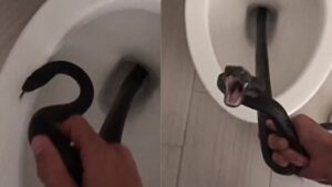 Torna dalle vacanze e trova un serpente a frusta nel suo bagno (VIDEO)