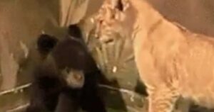 Un cucciolo di orso è stato sorpreso da un cucciolo di leone: la reazione è meravigliosa (VIDEO)