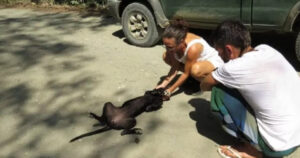 Cagnolina abbandonata reagisce in maniera inaspettata quando capisce che i soccorritori sono lì per lei