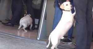 Il cagnolino sente che il suo proprietario lo abbandonerà in un canile e lo supplica di non farlo (VIDEO)