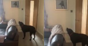 Cagnolino piange quando vede il ritratto dipinto del fratello scomparso (VIDEO)