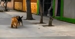 Cagnolino si trova in pericolo, ma un suo fedele amico interviene per aiutarlo (VIDEO)