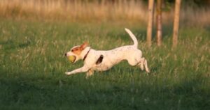 Puoi entrare nel giardino del tuo vicino se ci si è intrufolato il tuo animale domestico?