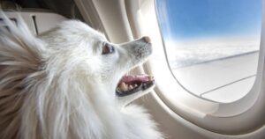 Cagnolino in aereo indispettisce un passeggero che poi si sfoga (troppo) sui social