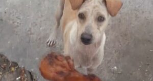 Giovane dà da mangiare a un cane che chiedeva cibo, ma è scappata e lui ha deciso di seguirla