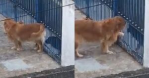 Un uomo riprende un Golden Retriever che ha una reazione esilarante quando scopre di essere osservato (VIDEO)