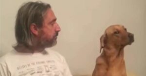 Cagnolino affamato fissa il cibo ma quando il padrone si gira lui fa finta di niente (VIDEO)