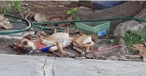 Cagnolina abbandonata in fin di vita non riesce a camminare era solo pelle ed ossa