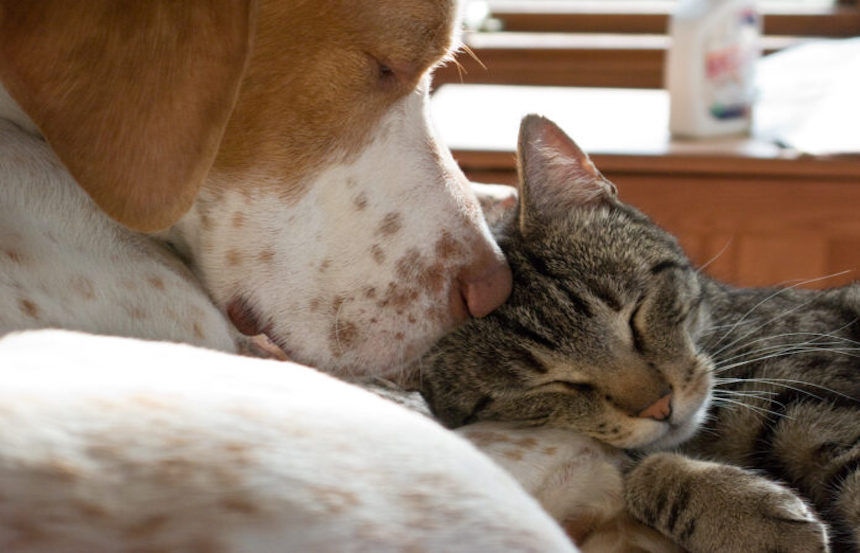 gatto e cane