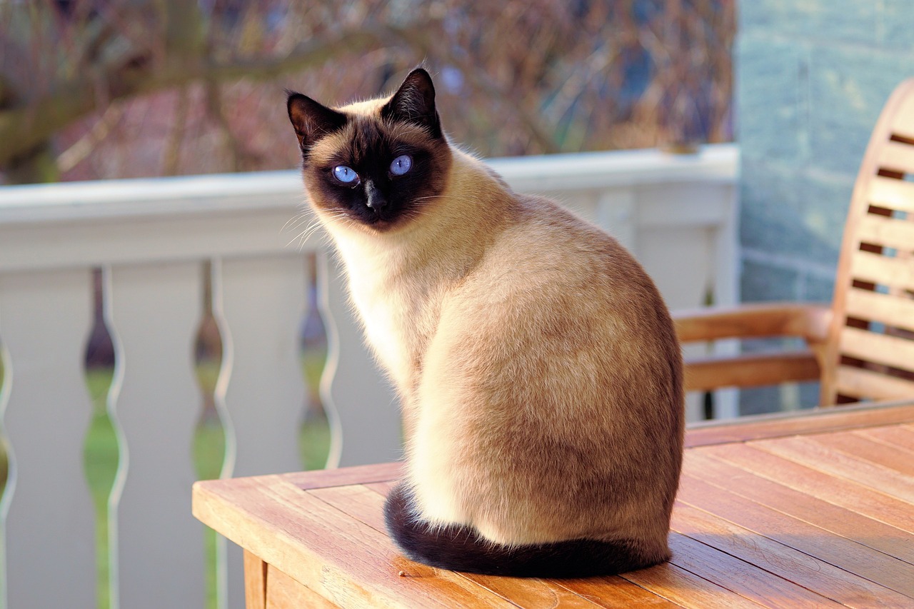 Come mai i gatti fanno sempre cadere gli oggetti a terra?