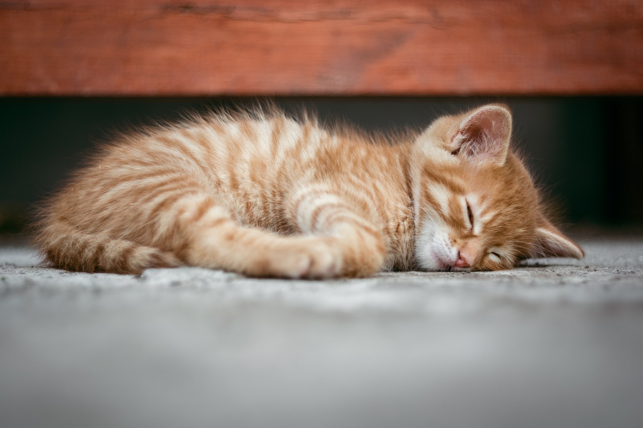 Come mai i gatti fanno sempre cadere gli oggetti a terra?