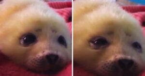 Cucciolo di foca non riesce a stare sveglio e si addormenta (VIDEO)