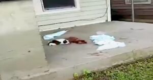 Cucciolo ferito si arrampica sul portico di una casa abbandonata, sta provando molto dolore (VIDEO)