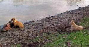 Donna cieca crolla sulla riva di un fiume e due cani randagi intervengono per salvarla