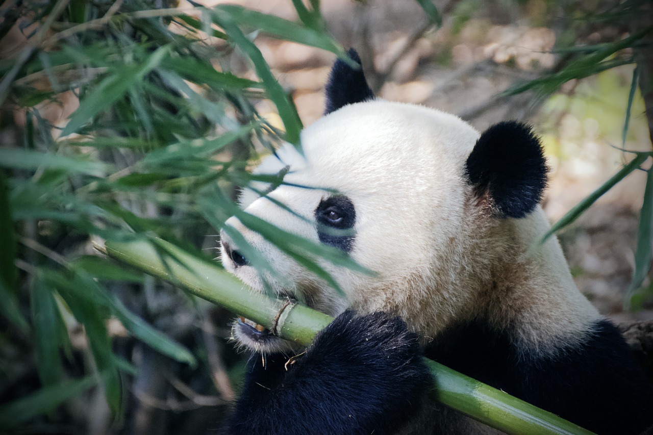 Ecco perché i cuccioli di panda competono tra loro per ricevere più attenzioni dalla madre