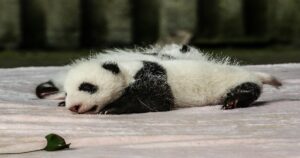 Il motivo per cui i cuccioli di panda competono tra loro per ricevere più attenzioni dalla madre