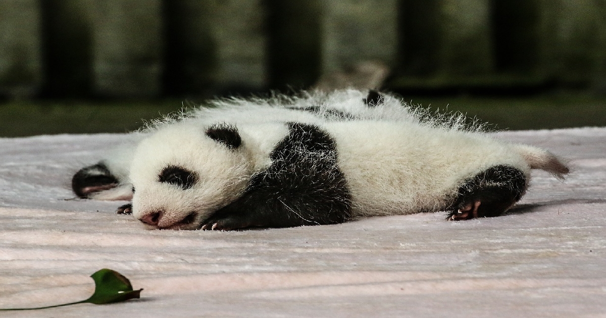 Ecco perché i cuccioli di panda competono tra loro per ricevere più attenzioni dalla madre