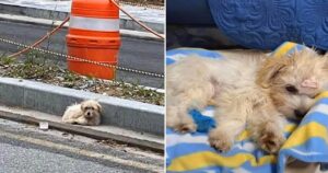 Famiglia amorevole aiuta un piccolo cucciolo a riprendersi dall’abbandono (VIDEO)