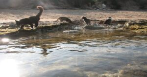 La spiaggia per gatti esiste anche in Italia ed è stupenda (VIDEO)