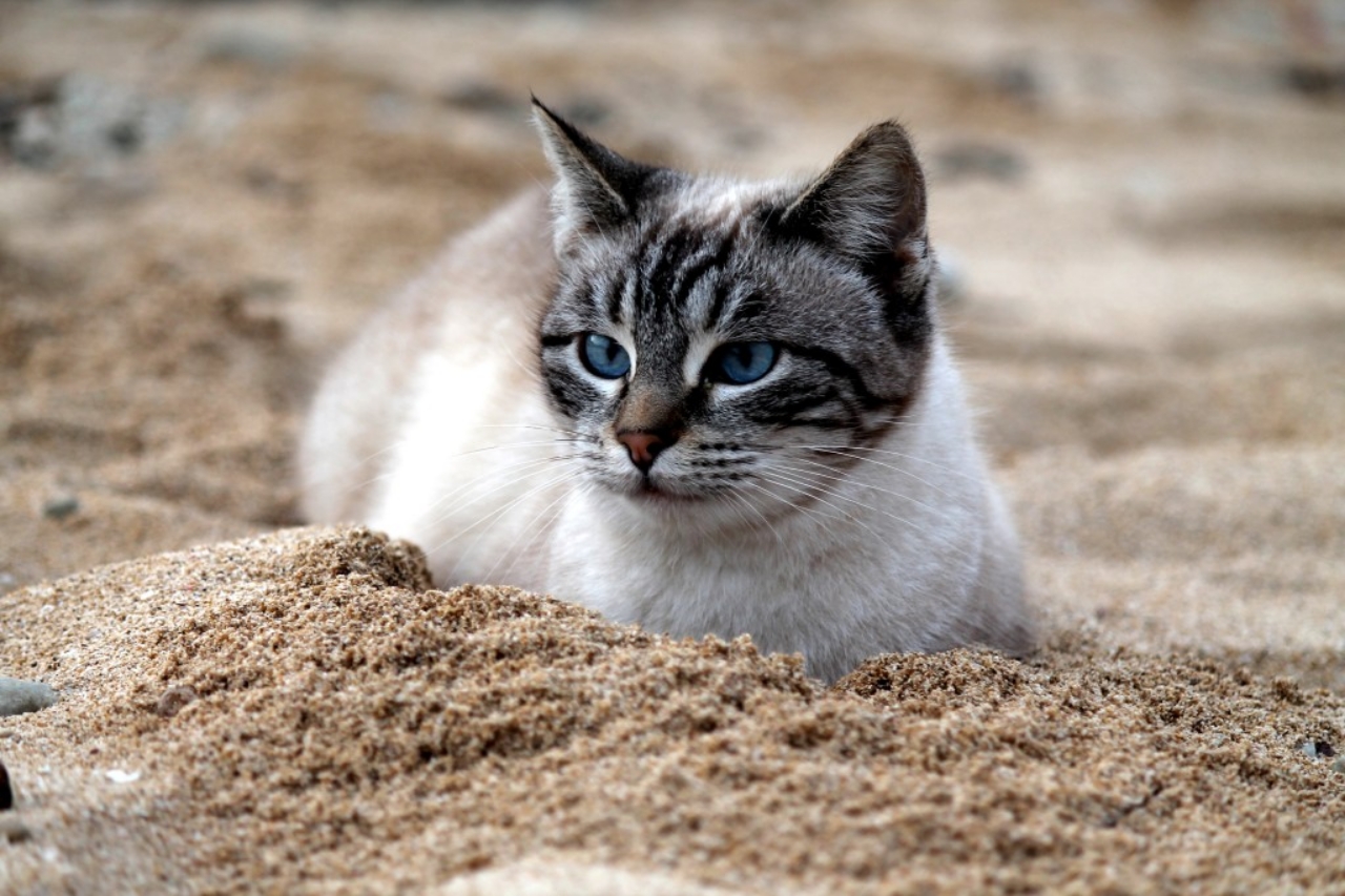 la spiaggia per gatti esiste anche in italia ed è stupenda