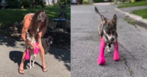 La splendida reazione di questo cagnolino nel poter camminare per la prima volta nella sua vita grazie a delle protesi