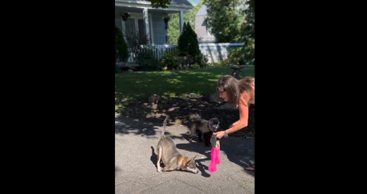 la splendida reazione di questo cagnolino