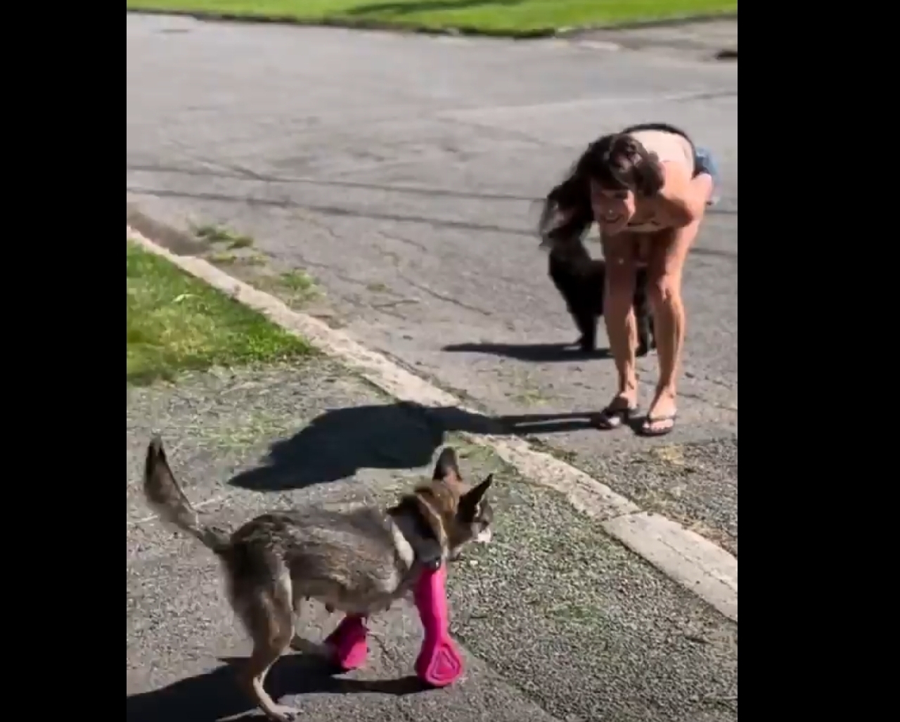 la splendida reazione di questo cagnolino