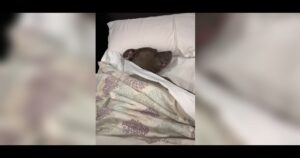 Pitbull dorme nel letto come un essere umano, e non gli piace essere svegliato (VIDEO)