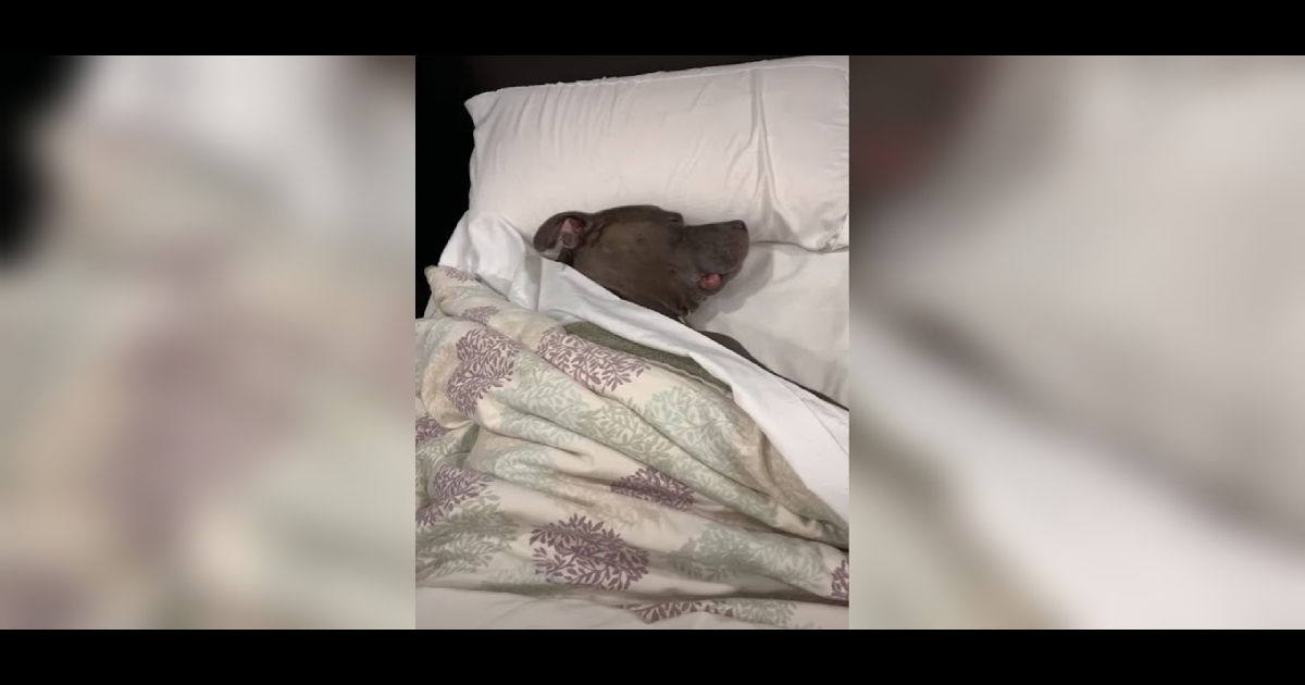 pitbull dorme nel letto come un essere umano