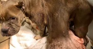 Pitbull con una vita difficile affronta l’ennesima sfida contro un brutto male