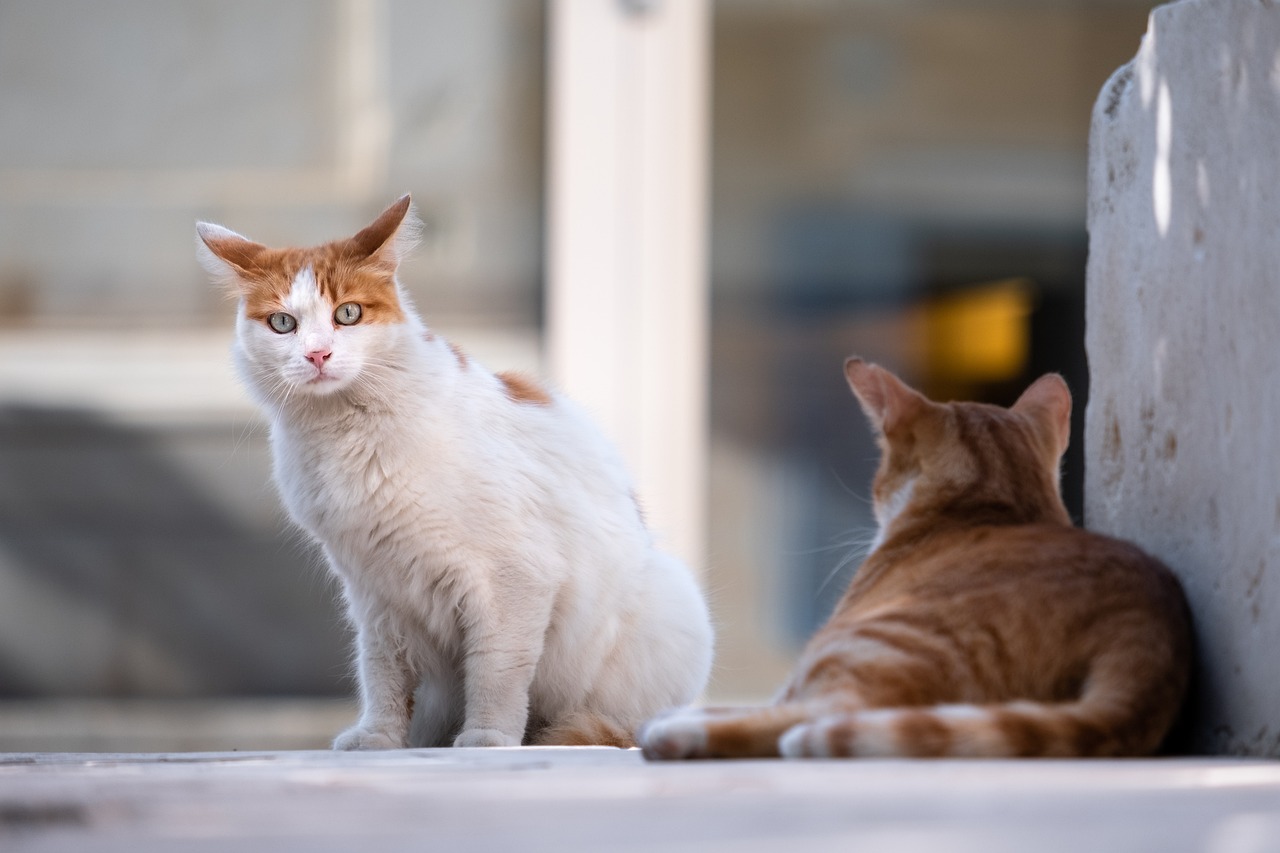 rivolgersi ai gatti come se fossero bambini: è giusto o sbagliato?