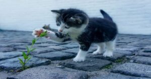 Rivolgersi ai gatti come se fossero bambini: è giusto o sbagliato? Ecco la risposta della scienza