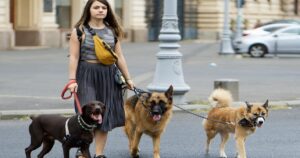 Tutti in cerca di dog sitter: ecco le info su uno dei mestieri più richiesti di oggi