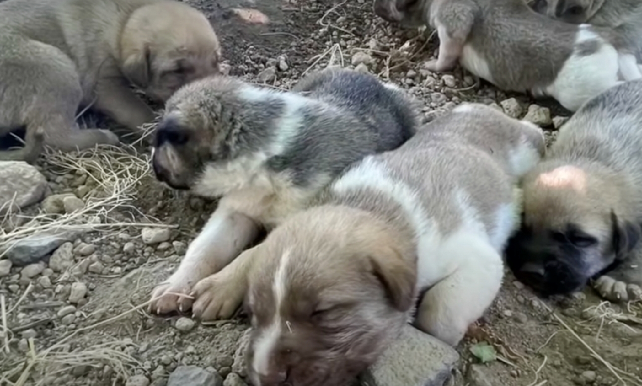 un uomo cerca di liberare dei cagnolini