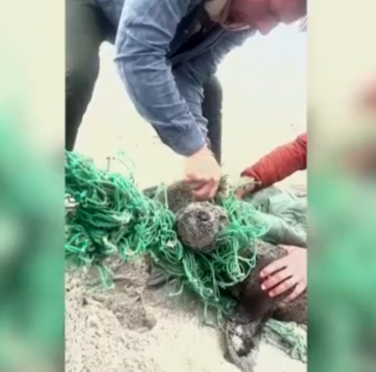 Volontari liberano tre cuccioli di foca intrappolati in delle reti da pesca