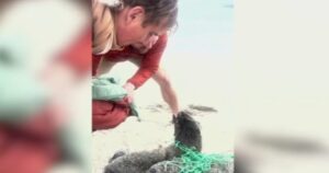 Volontari liberano tre cuccioli di foca intrappolati in delle reti da pesca