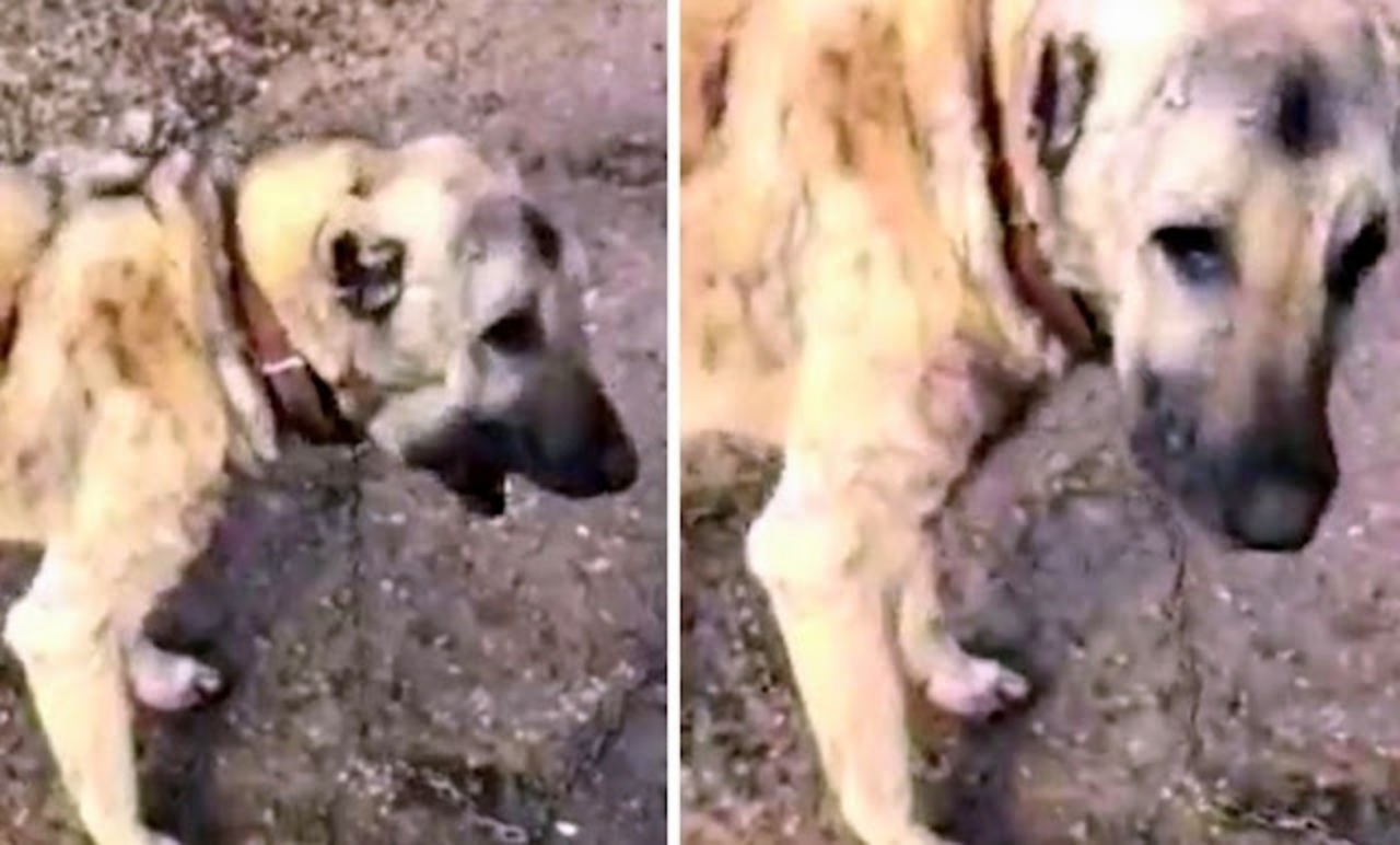 volontari salvano questo cagnolino malato e abbandonato nella spazzatura