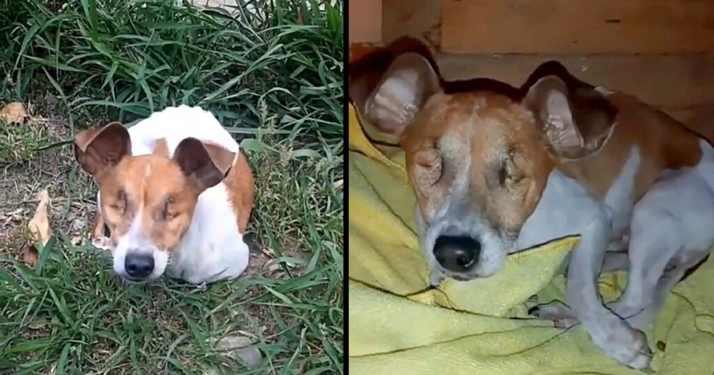 cagnolina cieca abbandonata