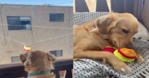 Il vicino di casa manda i giocattoli al suo amico Golden Retriever in un modo unico e originale (VIDEO)