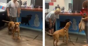 Ha trascorso 1250 giorni al canile prima di trovare una famiglia per sempre: il cane ulula di gioia (VIDEO)