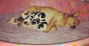 Golden Retriever mamma da alla luce delle piccole “mucche” (VIDEO)