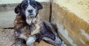 Cagnolina abbandonata in una discarica era ad un passo dalla morte: la sua trasformazione (VIDEO)