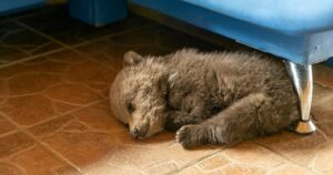 Agricoltore salva un cucciolo di orso e lo alleva come fosse un cane