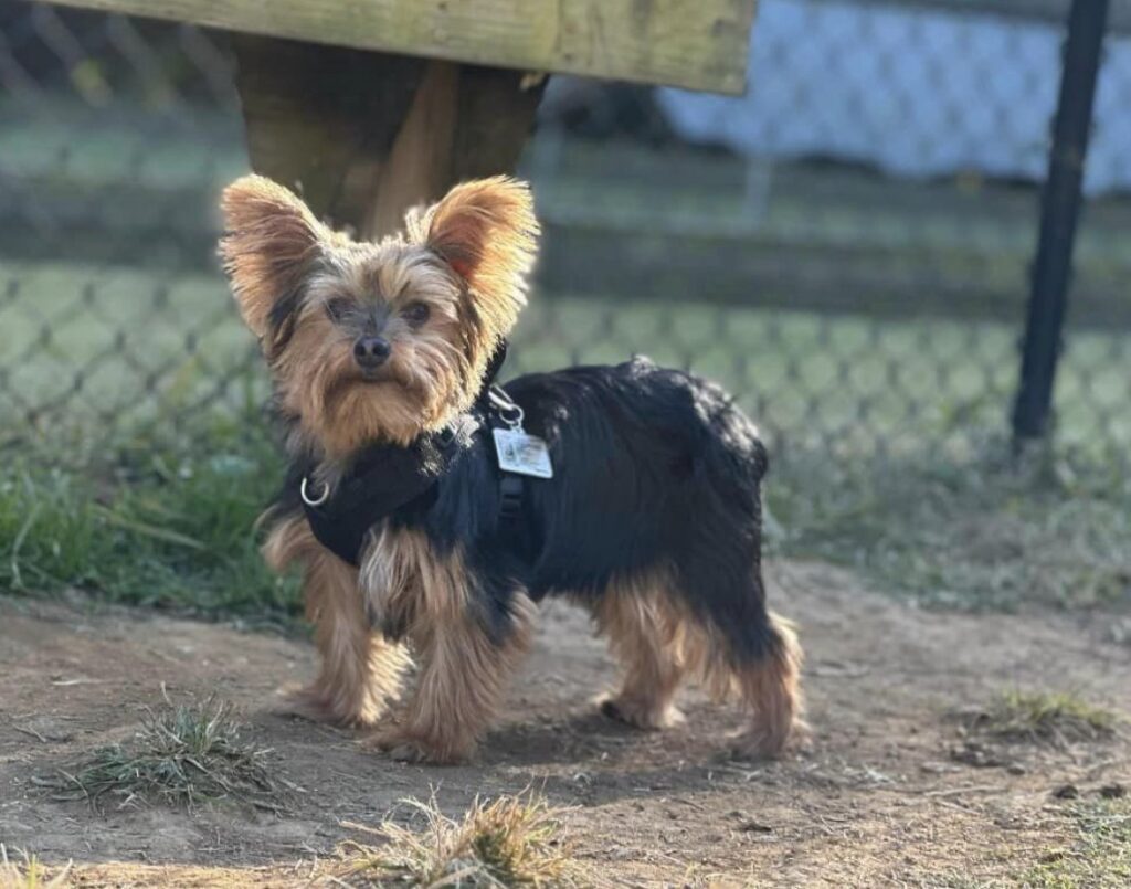 Barnacle, cagnolino salvo per miracolo